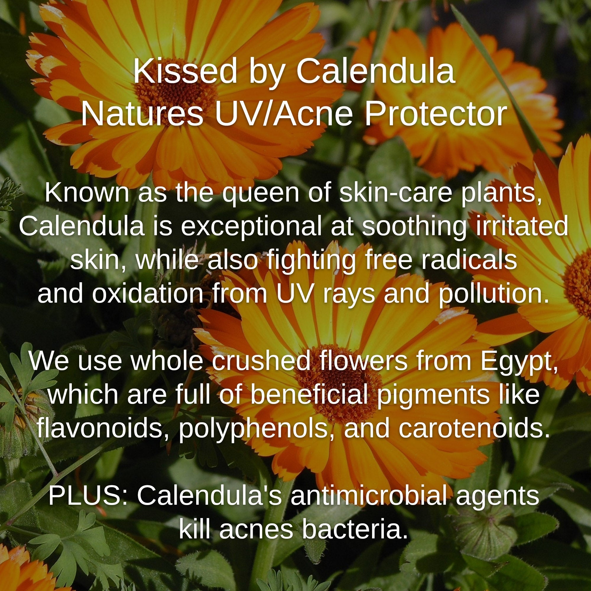 Shwally Tallow, Honey & Royal Jelly Deluxe Face Cream + Rosita Cod Oil Option