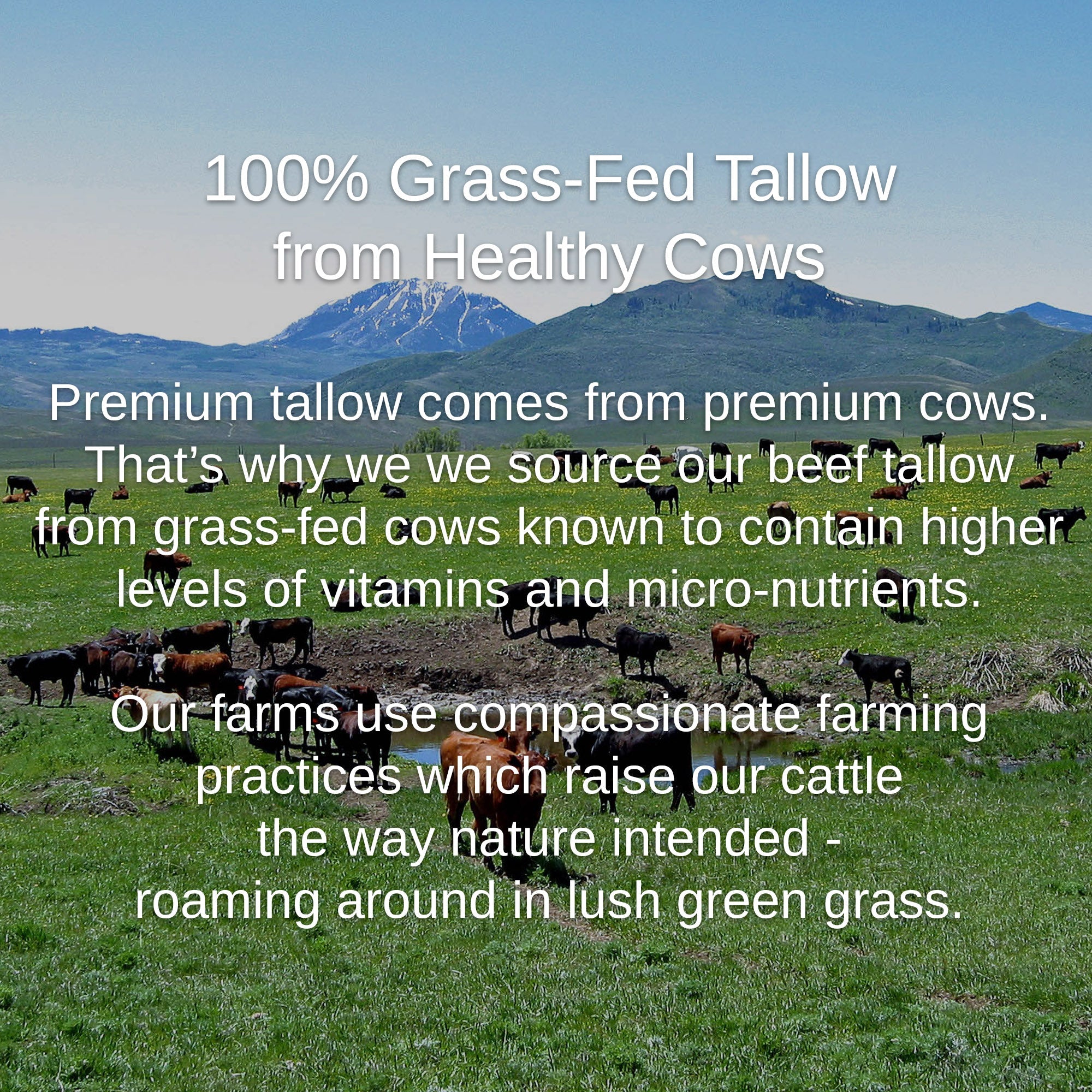 Shwally Tallow, Honey & Royal Jelly Deluxe Face Cream + Rosita Cod Oil Option